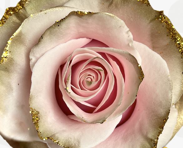 Roses Tinted Gold & Pink Dreams